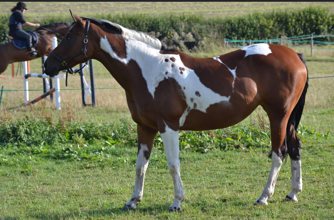 Horse at Bryanston Farm 